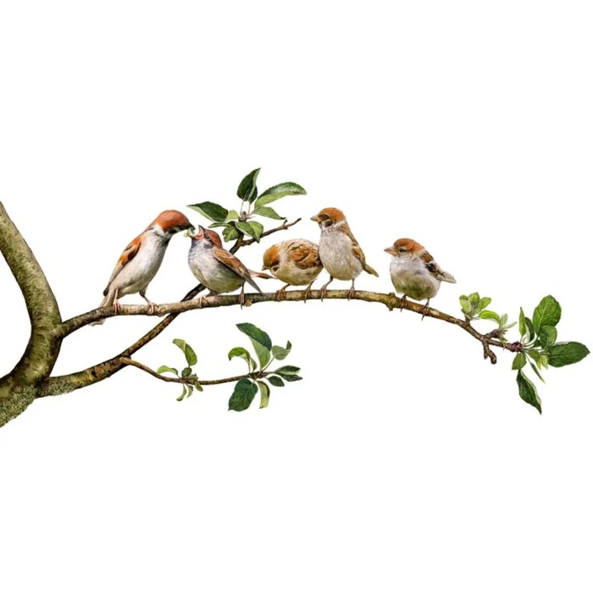 Coppenrath Verlag Das große Buch vom Apfelbaum