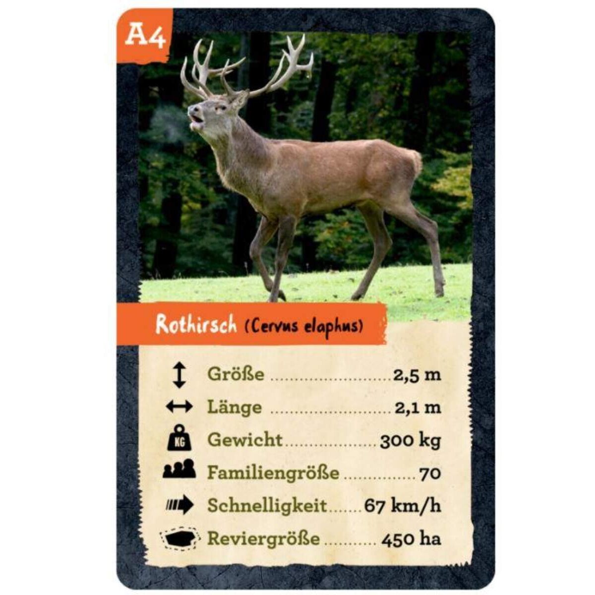 Die Spiegelburg Quartett (Heimische Tiere) Nature Zoom