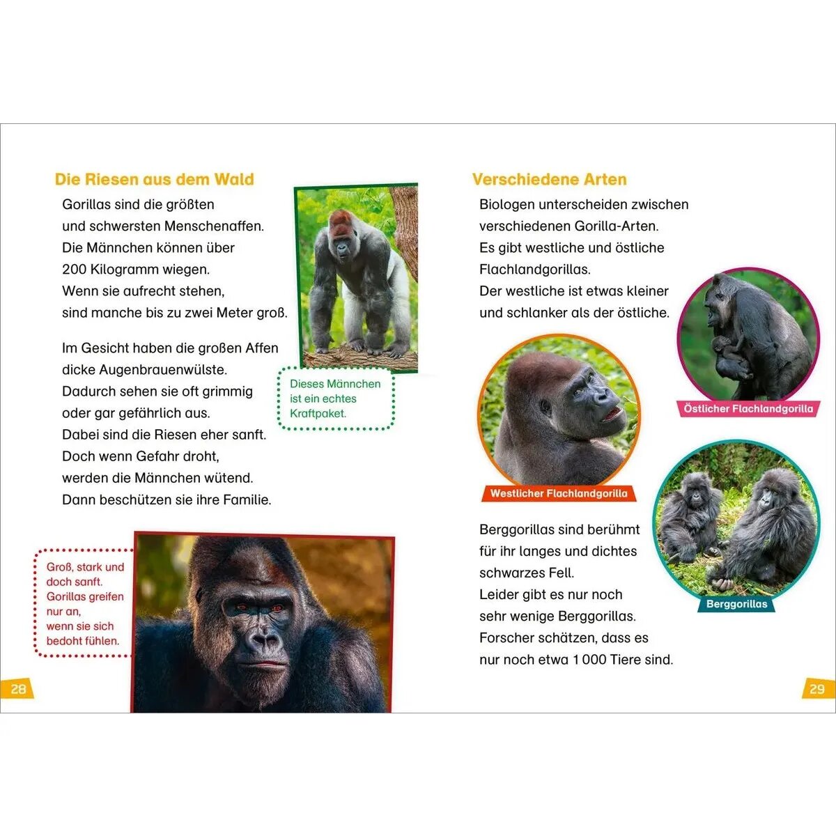 Tessloff WAS IST WAS Erstes Lesen Band 22. Menschenaffen