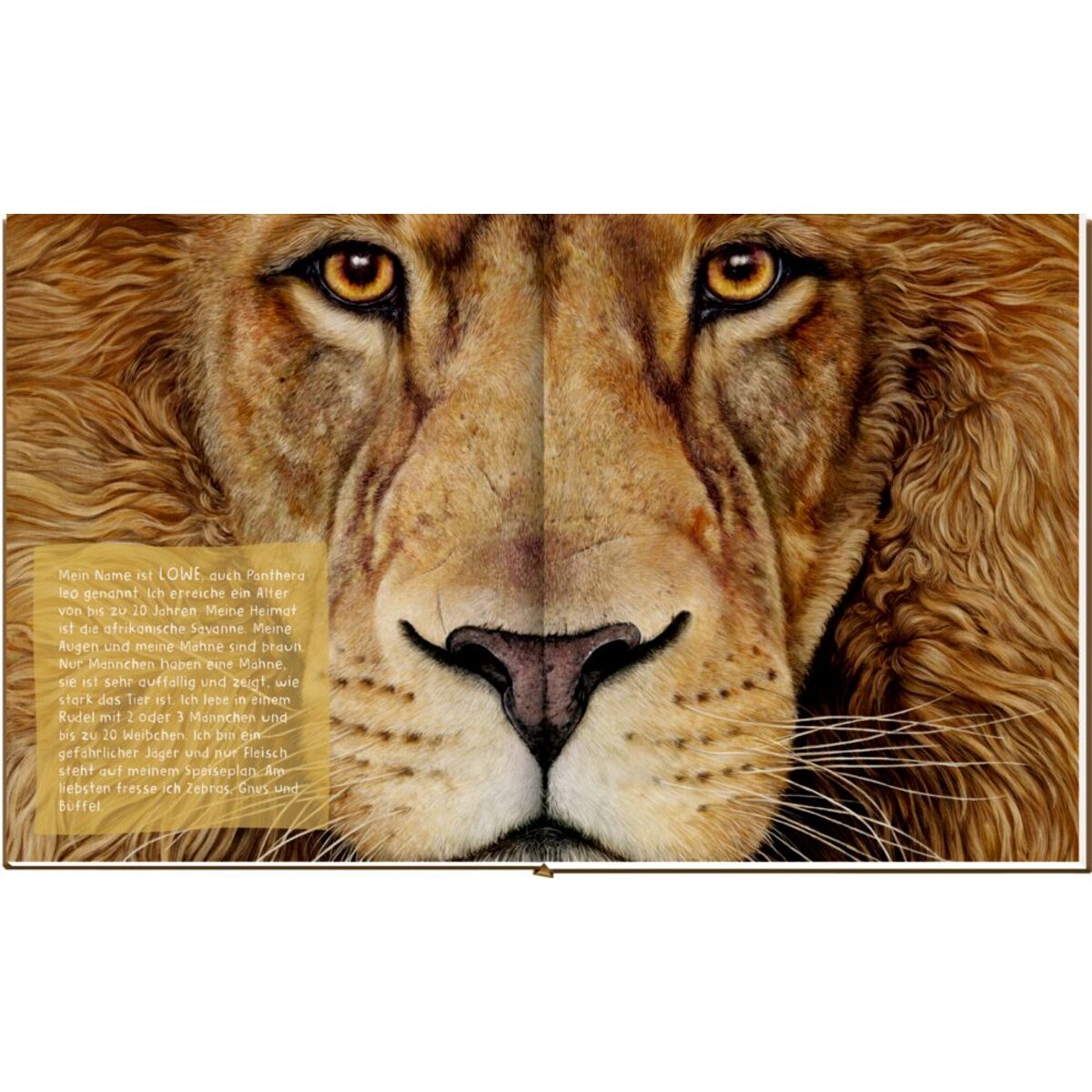 Coppenrath Verlag Meine Freunde: Lebensgroße wilde Tiere Afrikas