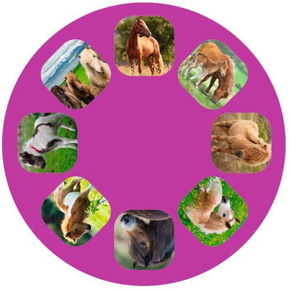 moses. Kleine Diashow Pferde