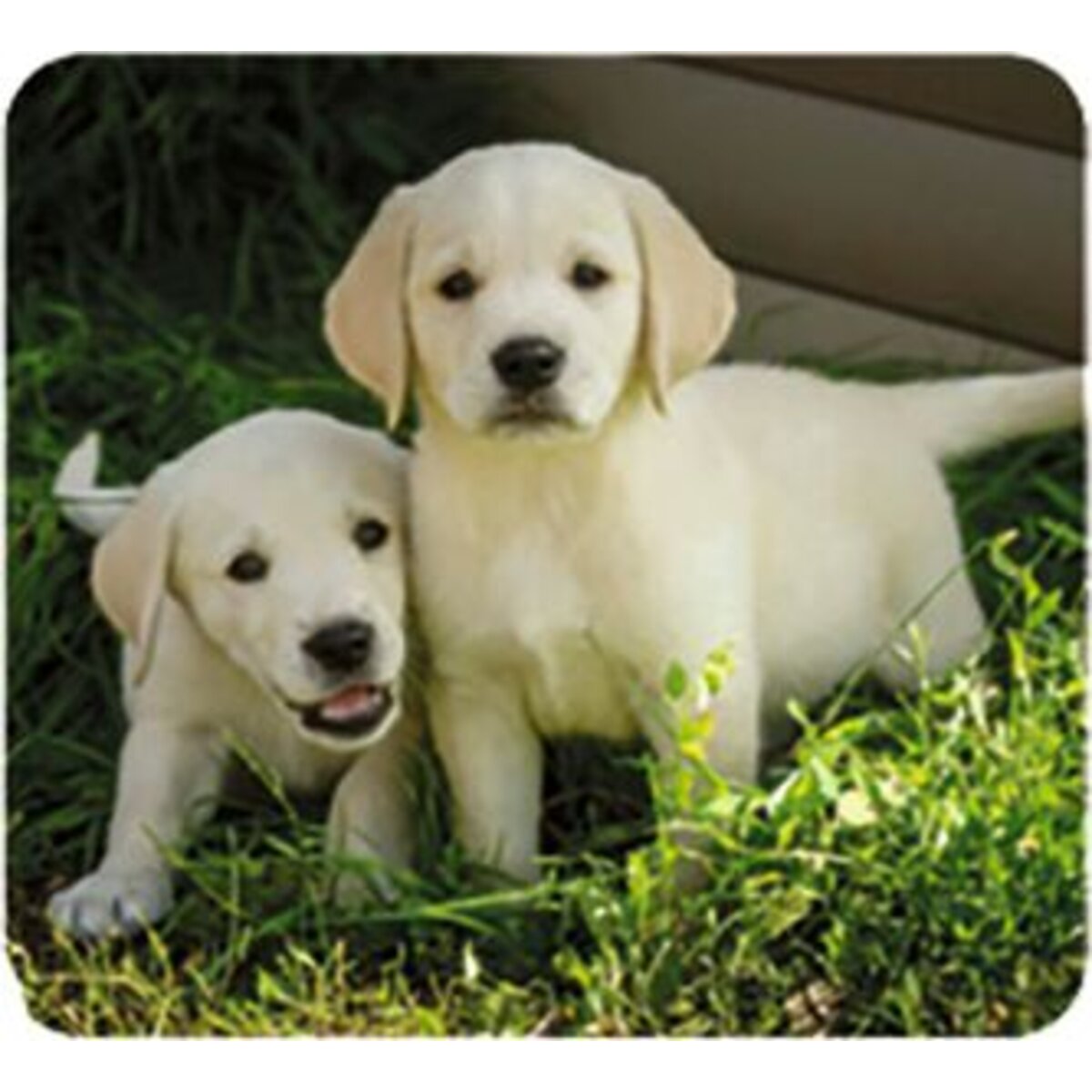 moses. Kleine Diashow Tierbabys