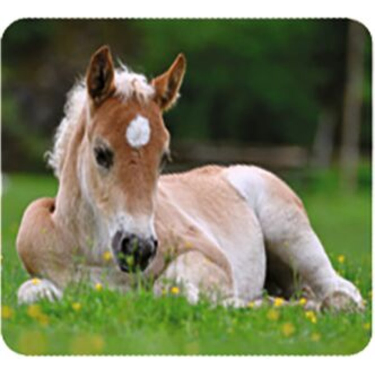 moses. Kleine Diashow Tierbabys